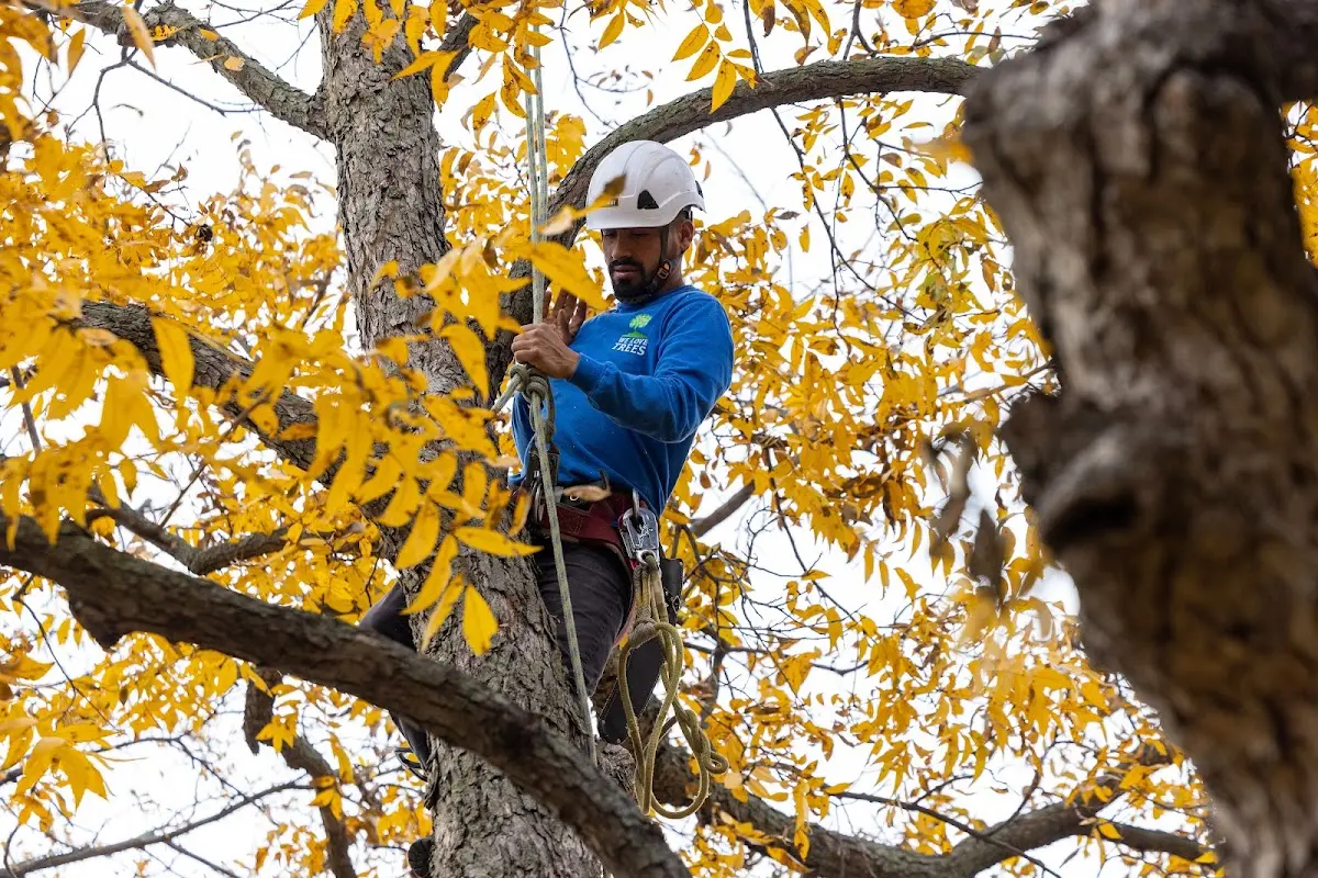 Skilled Tree Planing crew working in Cass City